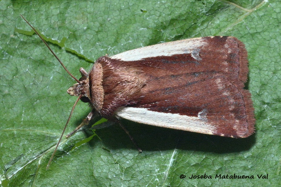 Eteroceri del mese di aprile, dal confino